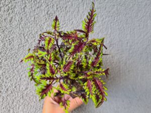 uts bonefis Coleus Palettblad Africká okrasná kopřiva africké kopřivy solenostemon Buntnessel