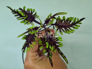 uts bonefish Coleus Palettblad Africká okrasná kopřiva africké kopřivy solenostemon Buntnessel