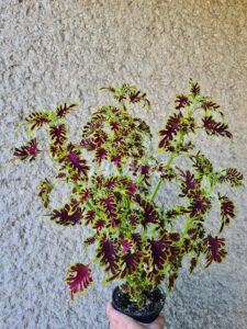 UTS electric koral Coleus Palettblad Africká okrasná kopřiva africké kopřivy solenostemon Buntnessel