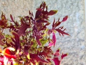 UTS Lionfish Coleus Palettblad Africká okrasná kopřiva africké kopřivy solenostemon Buntnessel