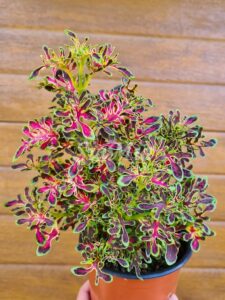 UTS red coral Coleus Palettblad Africká okrasná kopřiva africké kopřivy solenostemon Buntnessel