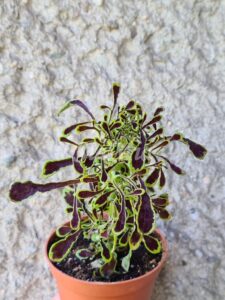 UTS Seaweed Coleus Palettblad Africká okrasná kopřiva africké kopřivy solenostemon Buntnessel