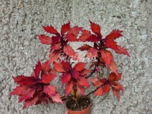 Velvet mocha Coleus Palettblad Africká okrasná kopřiva africké kopřivy solenostemon Buntnessel