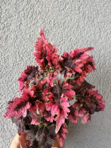 victorian ruffles Coleus Palettblad Africká okrasná kopřiva africké kopřivy solenostemon Buntnessel