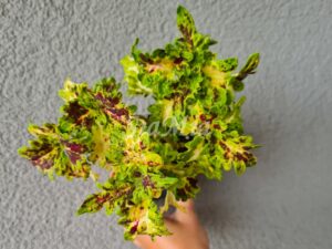 Vulcanic Eruption Coleus Palettblad Africká okrasná kopřiva africké kopřivy solenostemon Buntnessel