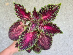 Watermelon Coleus Palettblad Africká okrasná kopřiva africké kopřivy solenostemon Buntnessel