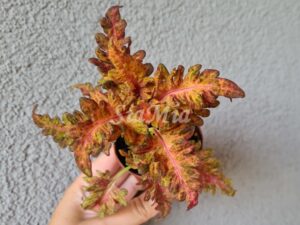 Whisley flame Coleus Palettblad Africká okrasná kopřiva africké kopřivy solenostemon Buntnessel