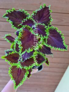 wicked witch Coleus Palettblad Africká okrasná kopřiva africké kopřivy solenostemon Buntnessel