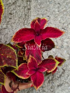 wizard red velvet Coleus Palettblad Africká okrasná kopřiva africké kopřivy solenostemon Buntnessel