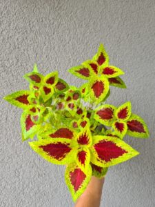 wizard scarlet Coleus Palettblad Africká okrasná kopřiva africké kopřivy solenostemon Buntnessel