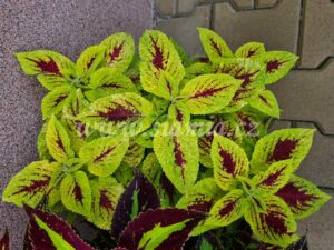 wizard scarlet Coleus Palettblad Africká okrasná kopřiva africké kopřivy solenostemon Buntnessel