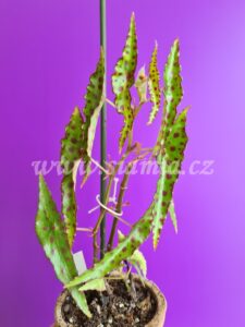 Amphioxus begonia begonie begonias terrarium cane rex rhizomatic