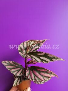 Julau begonia begonie begonias terrarium cane rex rhizomatic