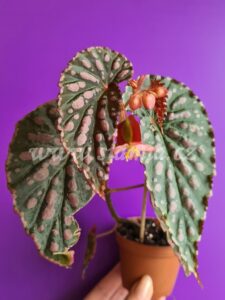 begonia begonie begonias terrarium cane rex rhizomatic Negrosensis x Chlorosticta