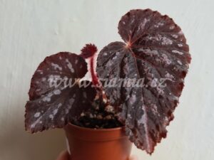 Boston Cherries & Chocolate begonia begonie begonias terrarium cane rex rhizomatic