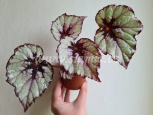 NG - Aisberg begonia begonie begonias terrarium cane rex rhizomatic