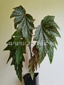 Sophie Cecile begonia begonie begonias terrarium cane rex rhizomatic