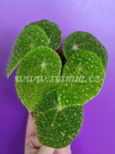 Microsperma begonia begonie begonias terrarium cane rex rhizomatic