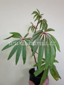 luxurians begonia begonie begonias terrarium cane rex rhizomatic