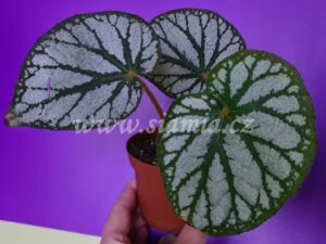 Silver King begonia begonie begonias terrarium cane rex rhizomatic