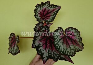 St. Nick begonia begonie begonias terrarium cane rex rhizomatic