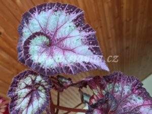 NG-Karnaval begonia begonie begonias terrarium cane rex rhizomatic