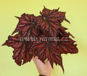 Bewitched Red/Black begonia begonie begonias terrarium cane rex rhizomatic