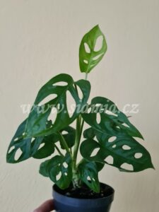 monstera adansonii monkey mask