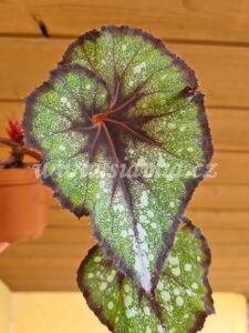 Sharm begonia begonie begonias terrarium cane rex rhizomatic