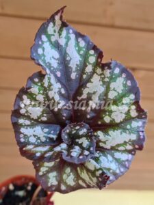 Cumbia begonia begonie begonias terrarium cane rex rhizomatic