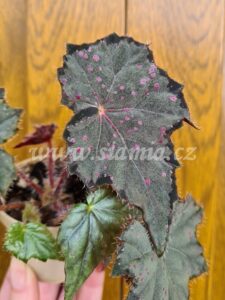 Sp. Borneo begonia begonie begonias terrarium cane rex rhizomatic