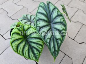 Dragon Scale alocasia alocasie alokázie