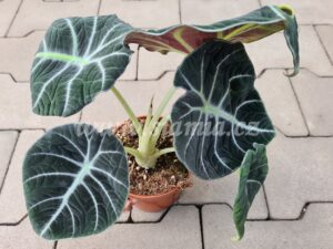 Black Velvet alocasia alocasie alokázie