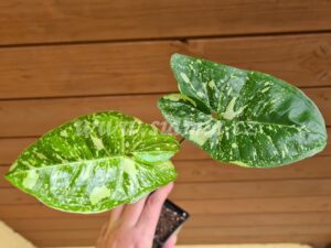 Panda Galaxy syngonium podophyllum