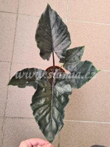 Antro velvet alocasia alocasie alokázie