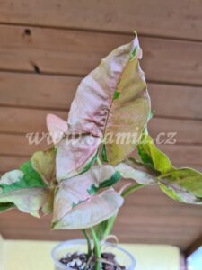 Pink Lava syngonium podophyllum
