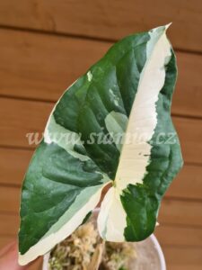 Albo variegata syngonium podophyllum