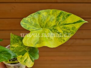 gageana variegata alocasia alocasie alokázie