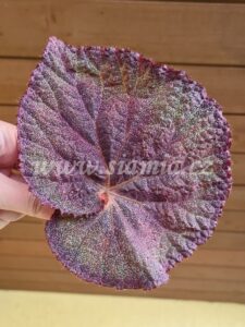 DS-Sacharnaia Pudra (DS-Сахарная Пудра) begonia begonie begonias terrarium cane rex rhizomatic