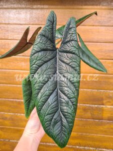 Scalprum alocasia alocasie alokázie