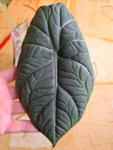 Alocasia Dragon Moon