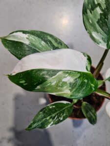 Philodendron White Princess