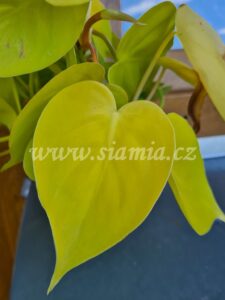 Philodendron Lemon Lime