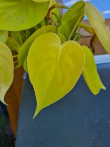 Philodendron Lemon Lime