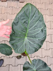 Alocasia Regal Shield