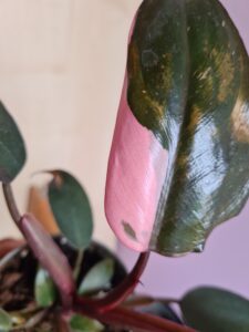 Philodendron Pink Princess