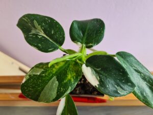 Philodendron White Wizard