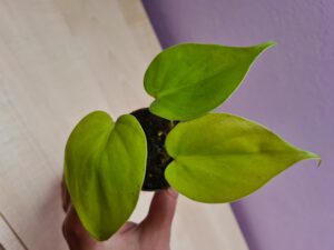 Philodendron Neon