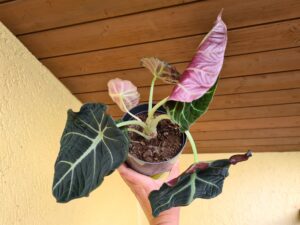 Alocasia Black Velvet