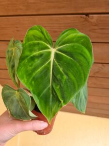 Philodendron Gloriosum